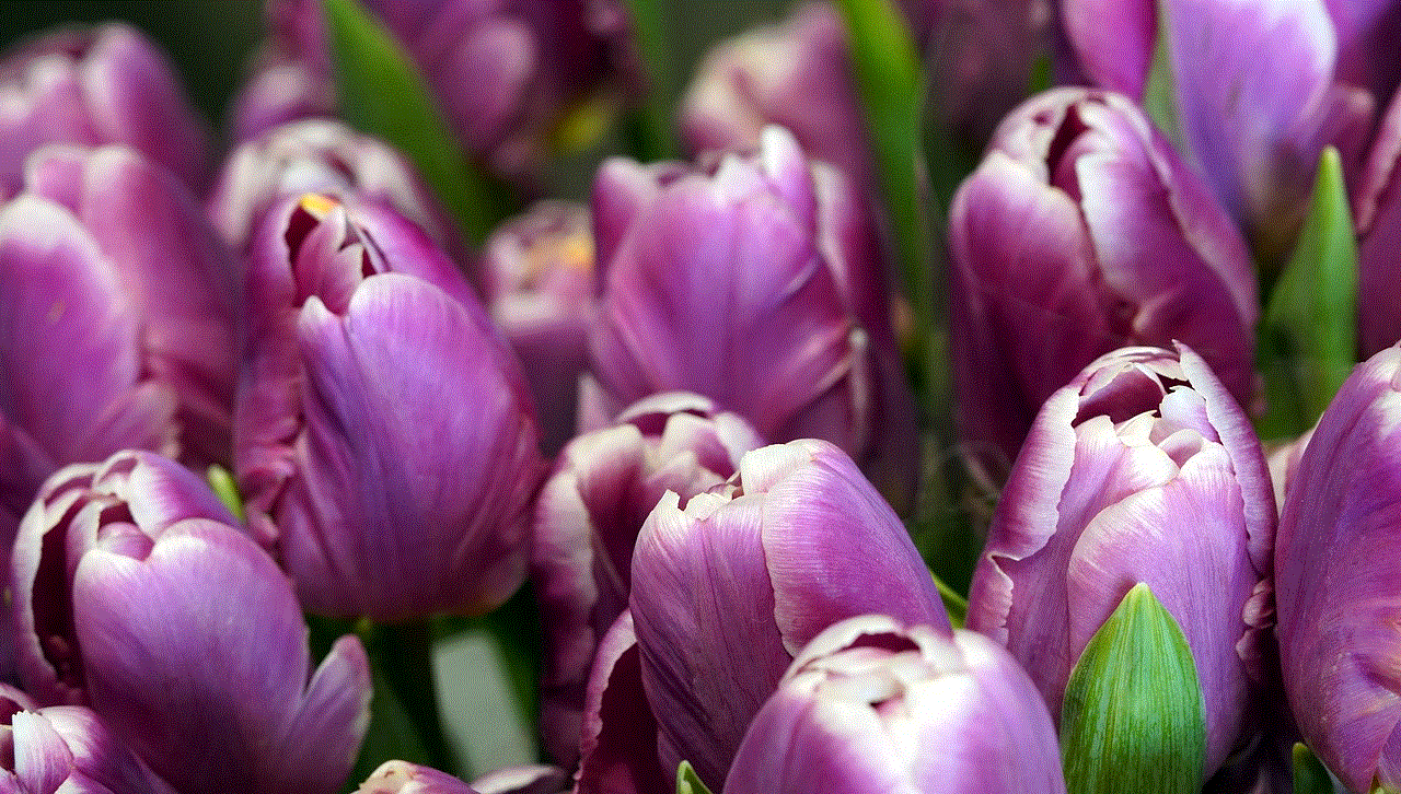 Tulips Flowers