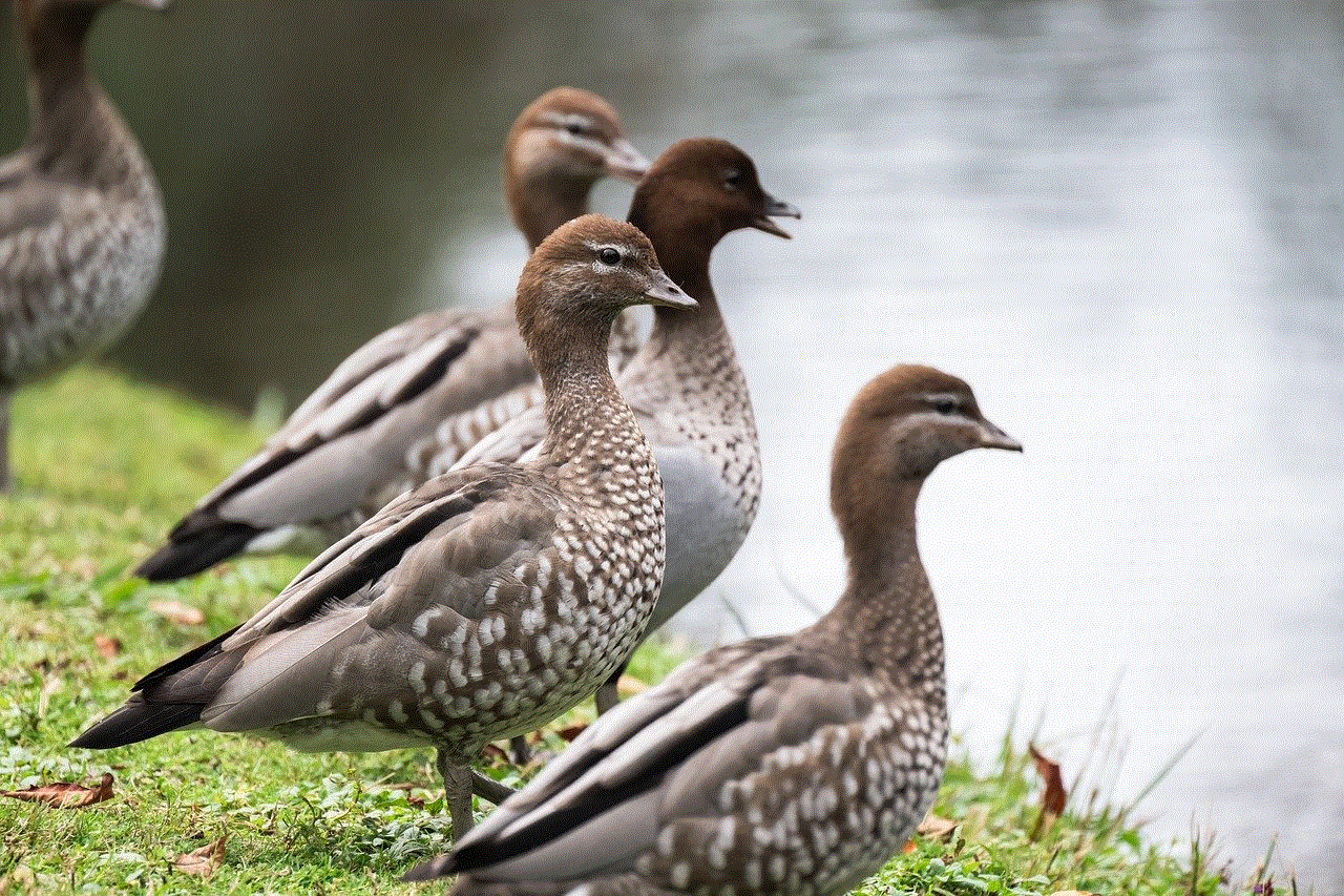 Australian Wood Ducks Ducks