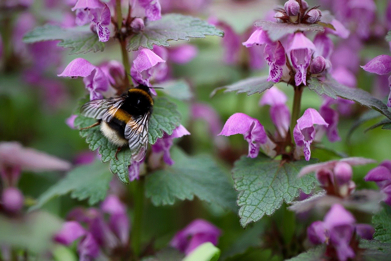 Bumblebee Dead Nettle