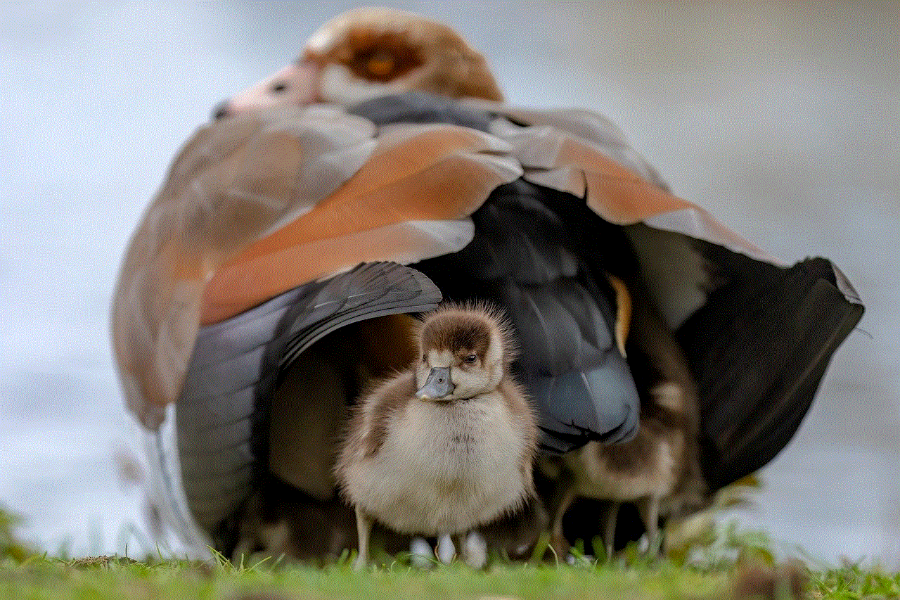 Egyptian Goose Happy Mothers Day