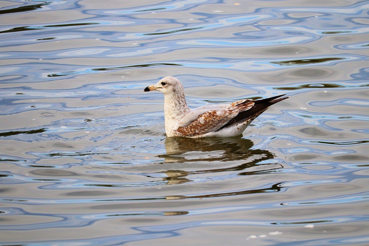 Seagull Sea Bird