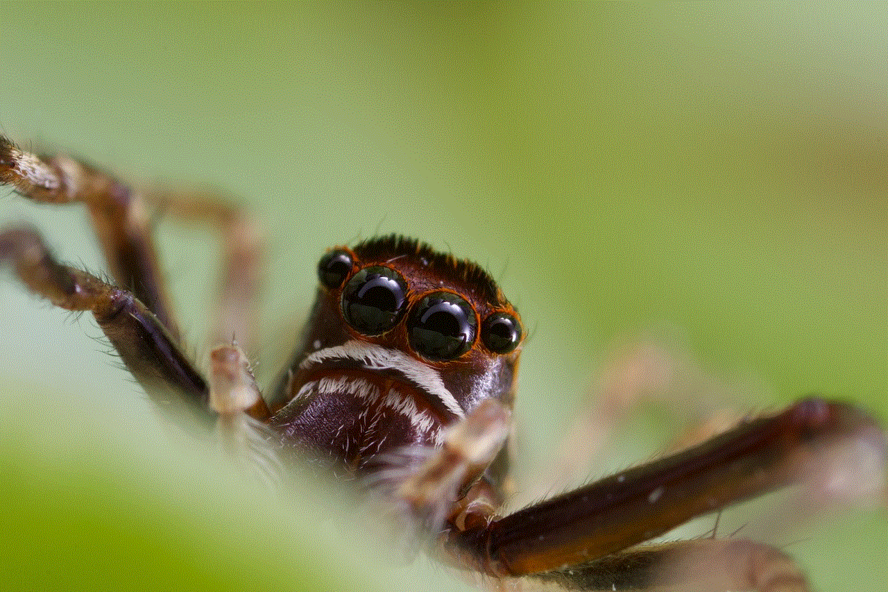 Spider Jumping Spider