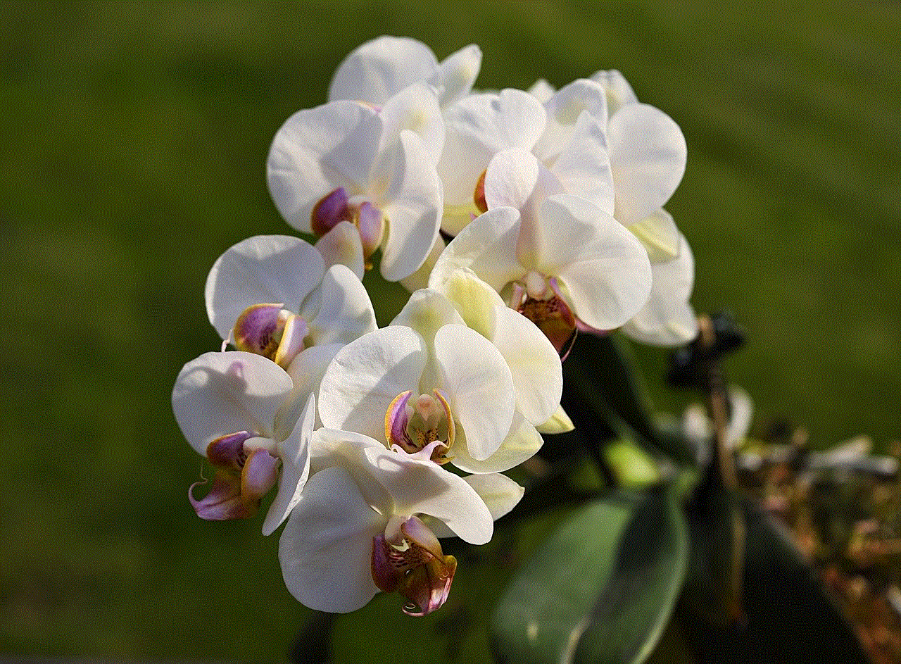 Flowers Moth Orchids