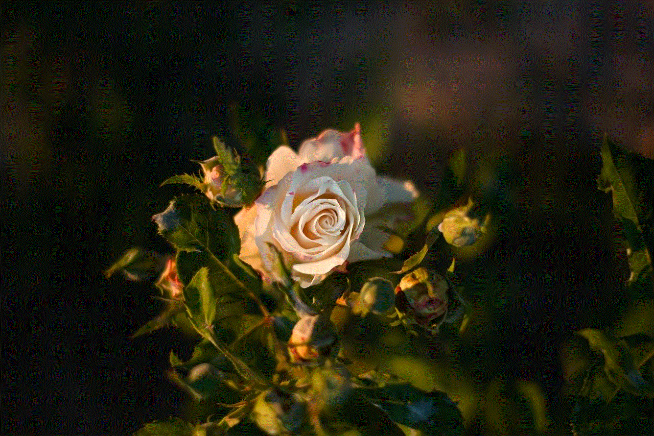 Rose Flower