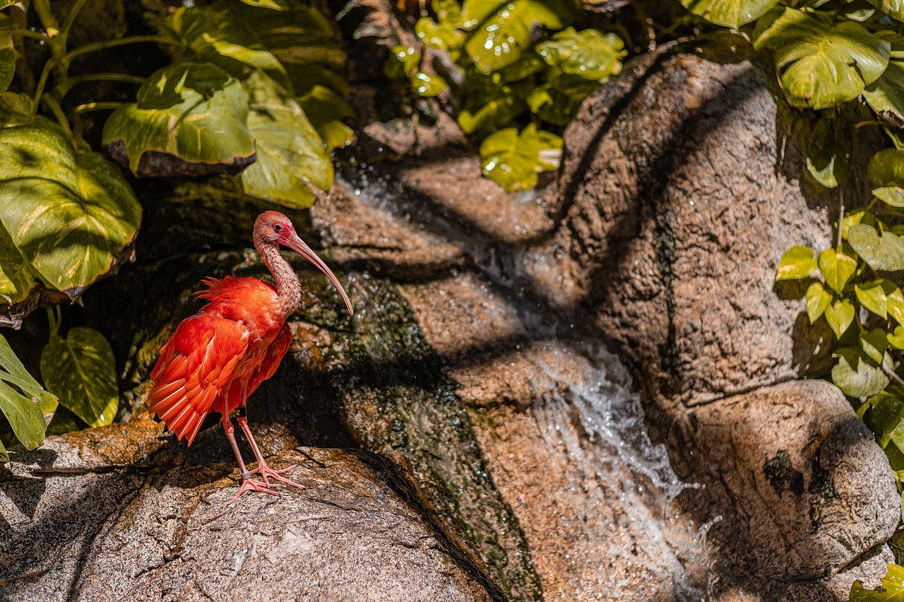 Bird Scarlet Ibis