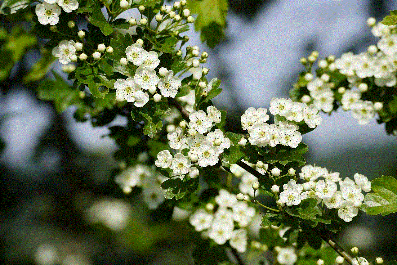 Crataegus Common Hawthorn