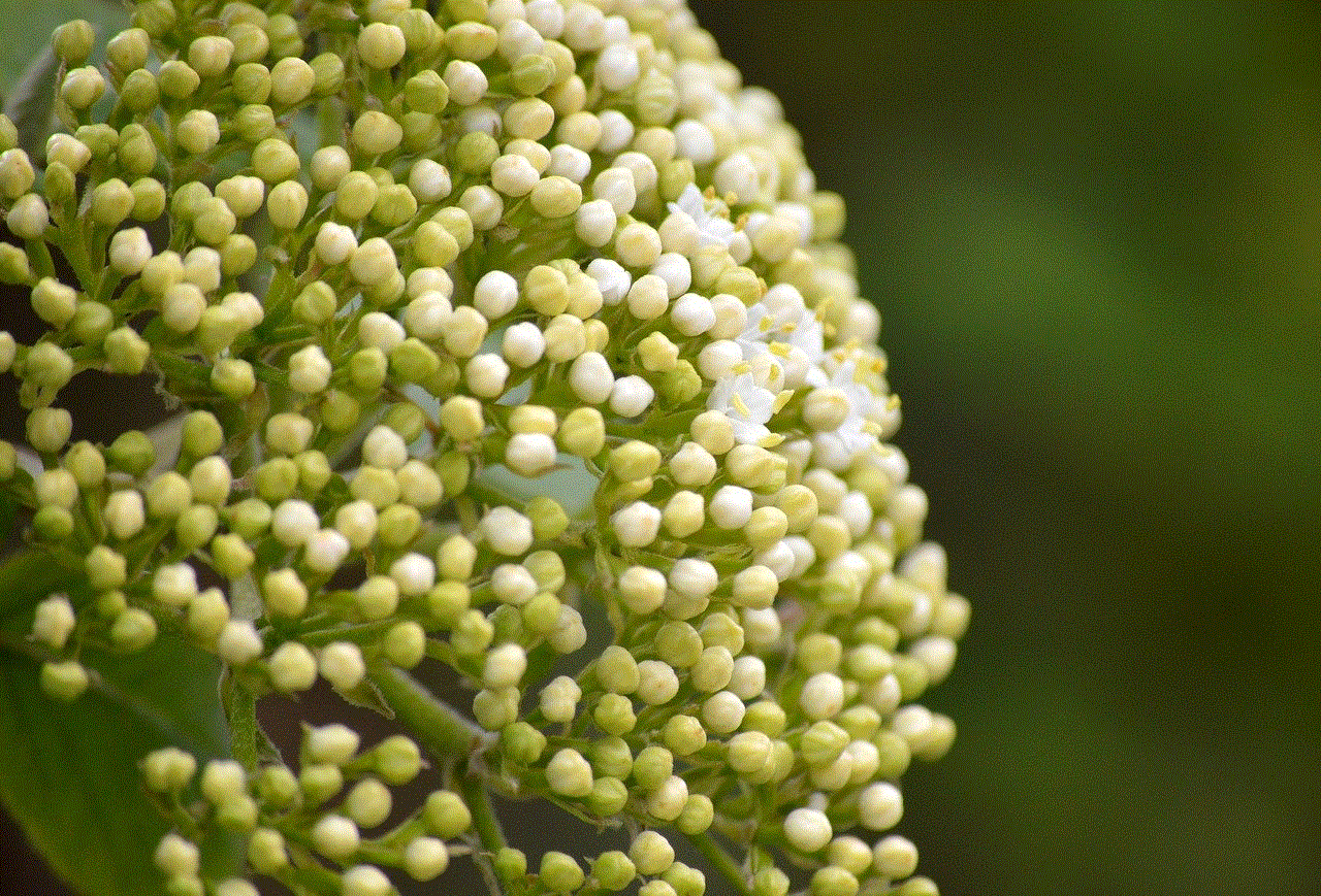 Elderflower Elderberry Buds