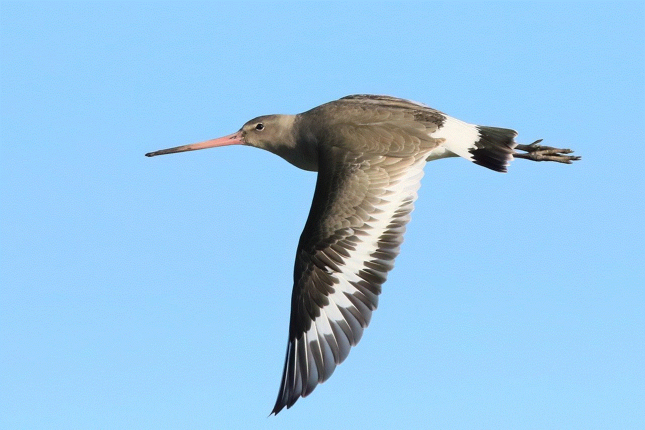 Bird Godwit