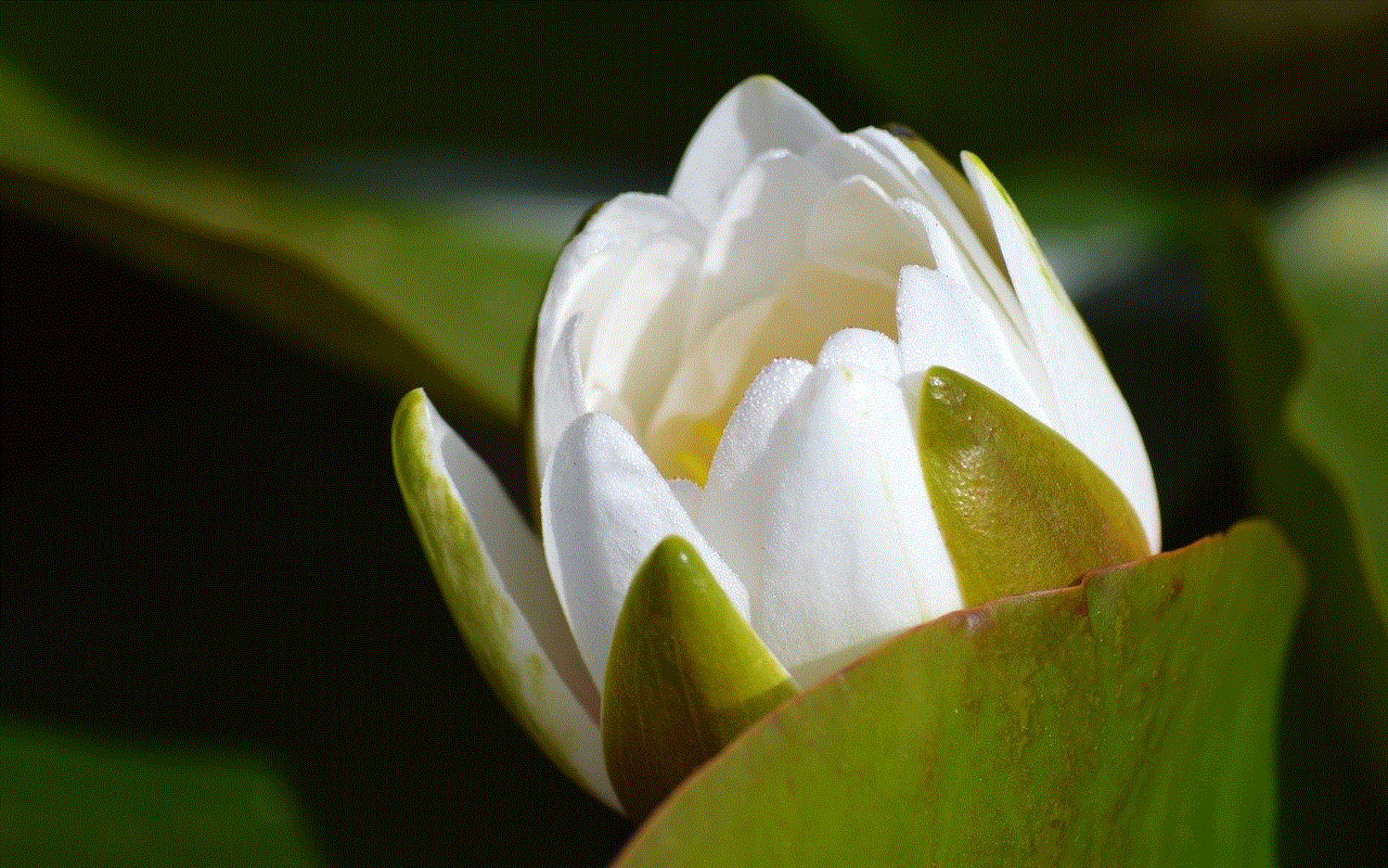 Flower White Water Lily