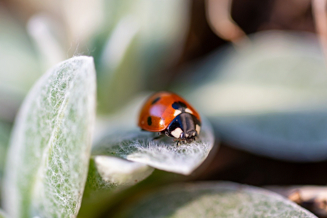 Ladybug Beetle