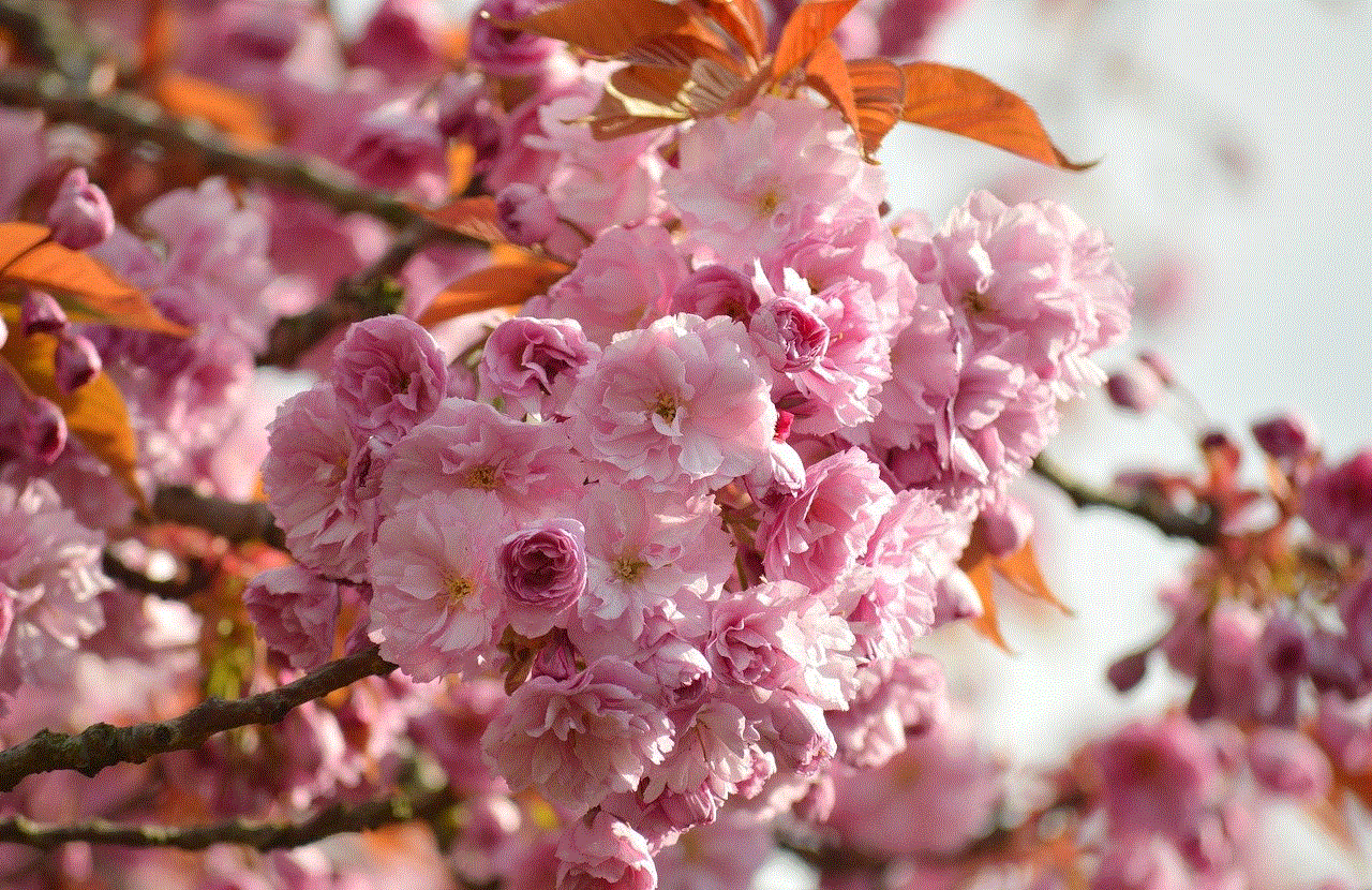 Flower Cherry Blossoms