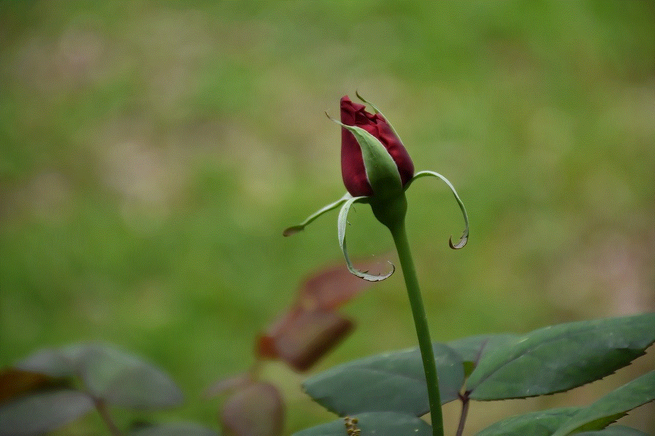 Rose Bud Red Rose Bud