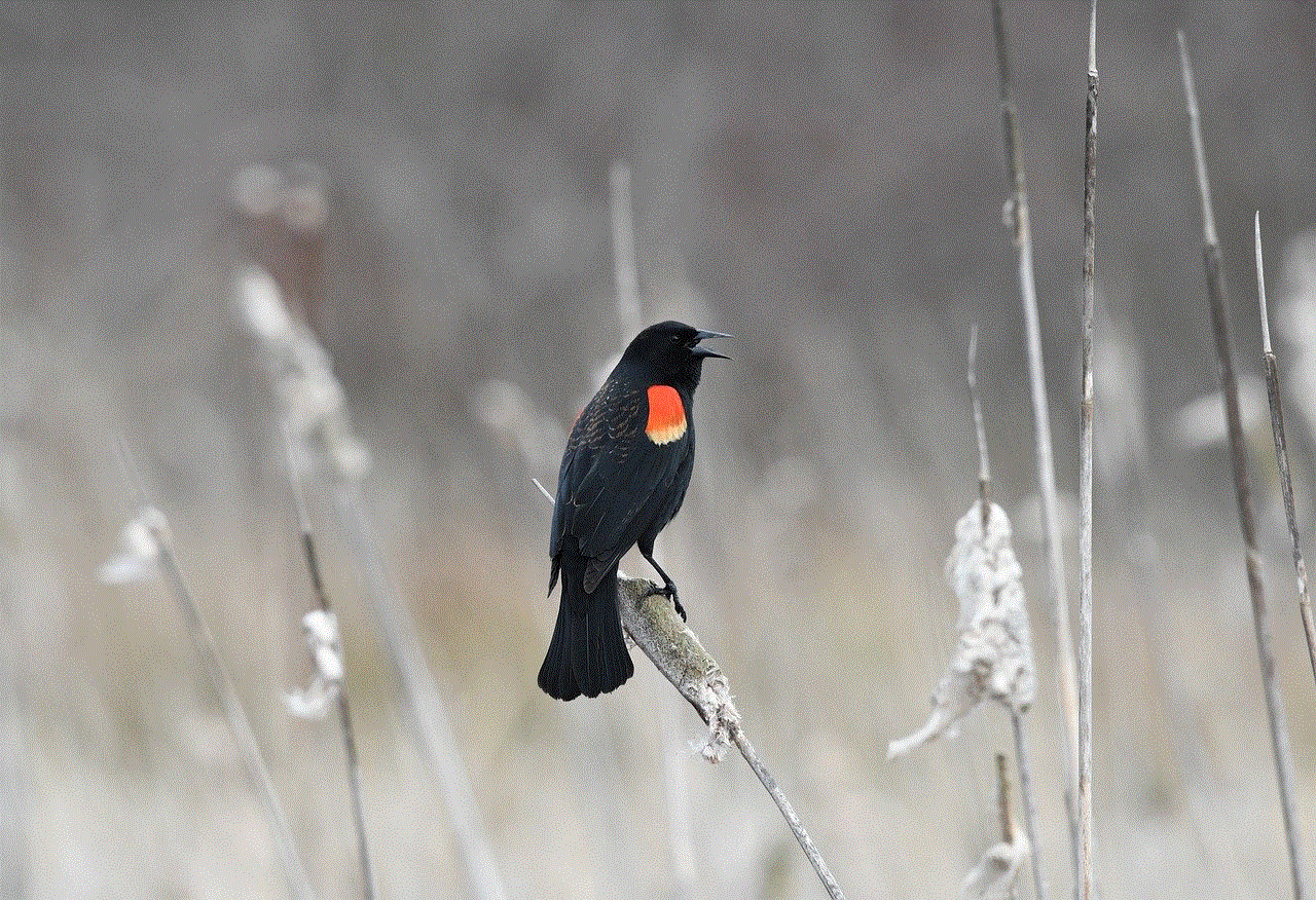 Bird Red-Winged Blackbird