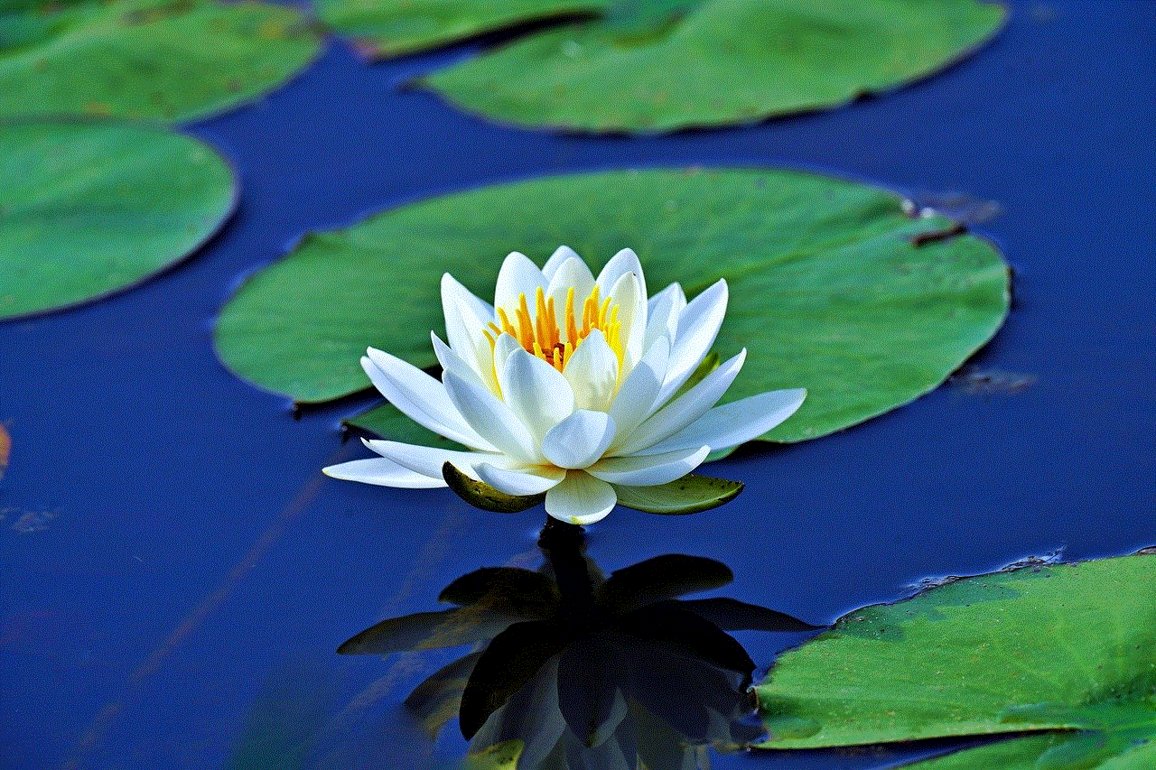 Waterlily White Flower