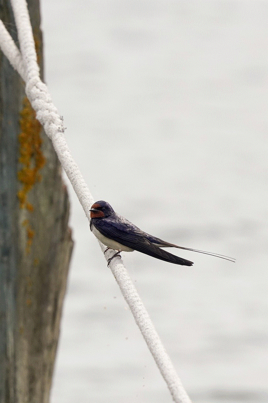 Bird Swallow