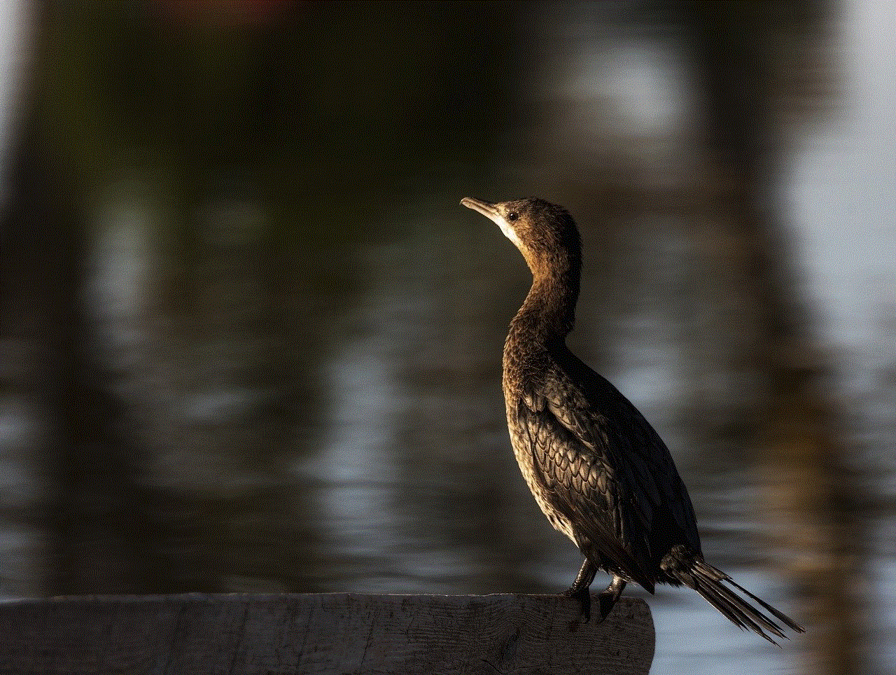 Bird Cormorant