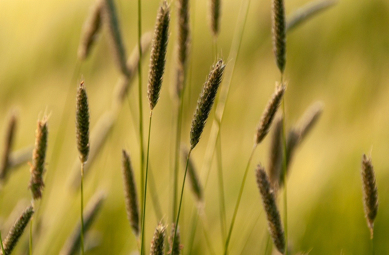 Grasses Nature Background