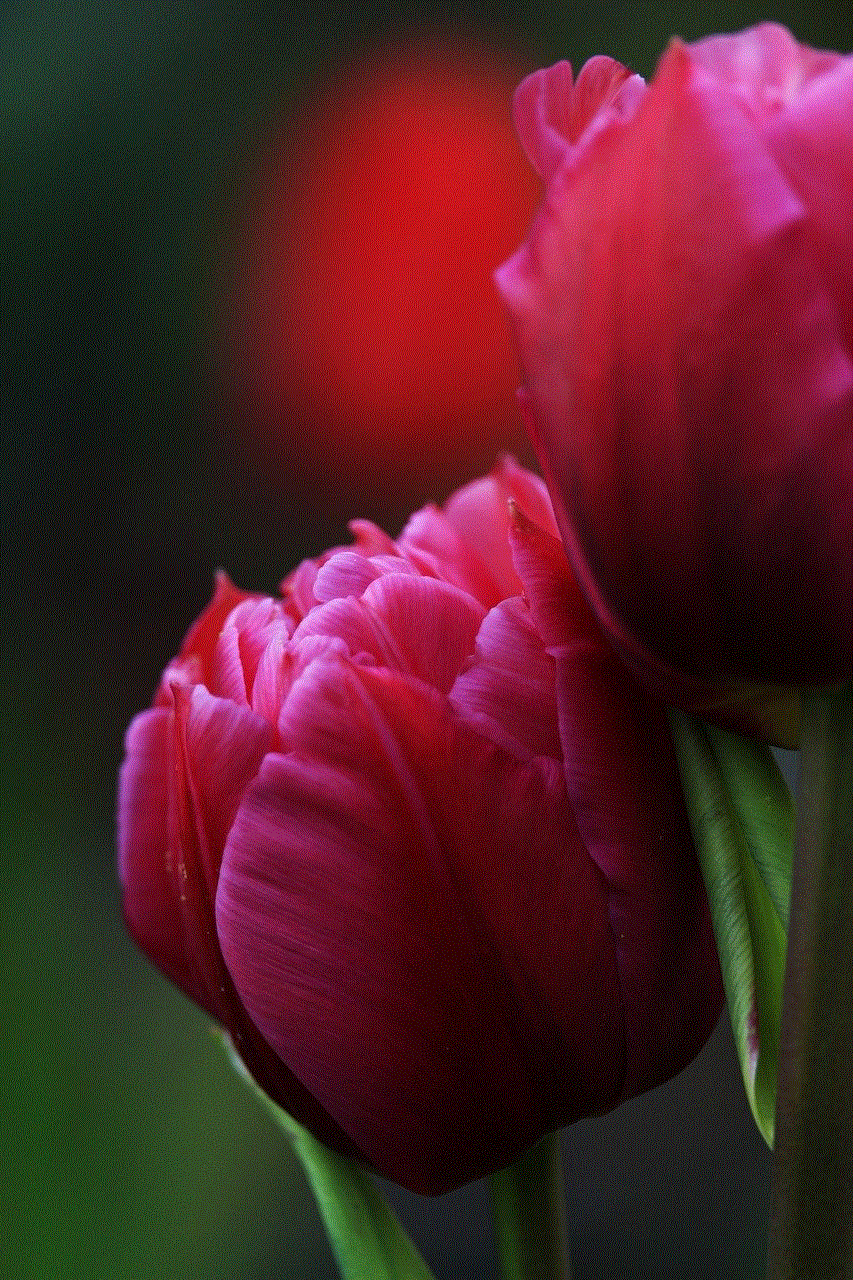 Tulips Beautiful Flowers