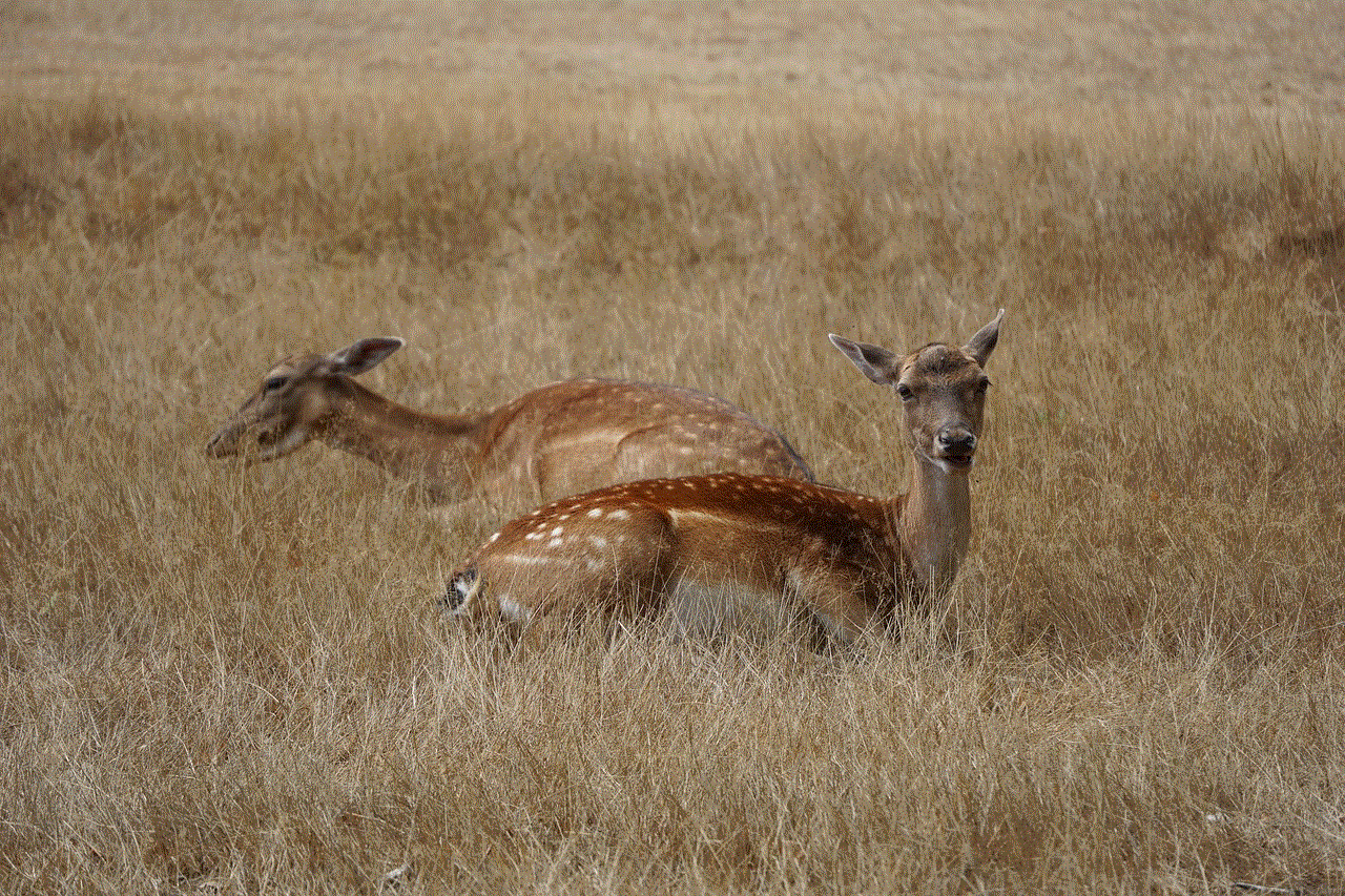 Roe Deer Deer