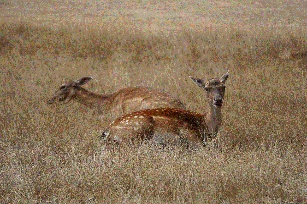 Roe Deer Deer Roe Deer Deer
