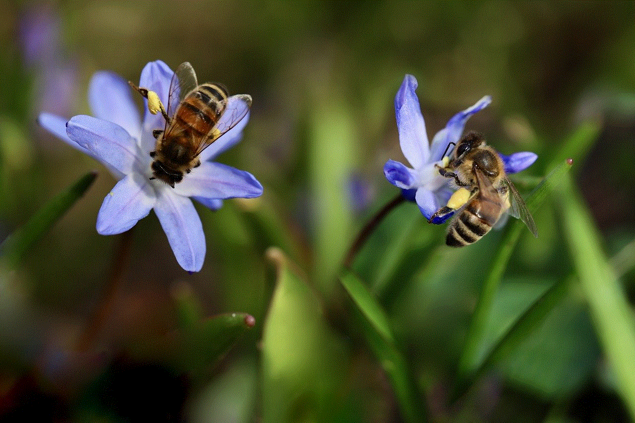 Bees Honey Bees