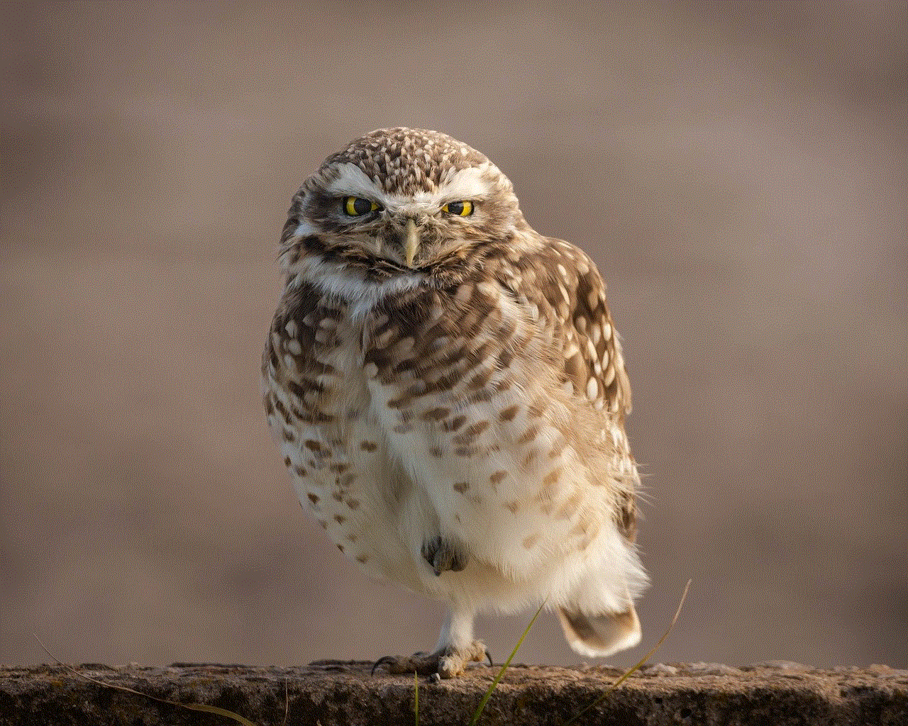 Owl Burrowing Owl