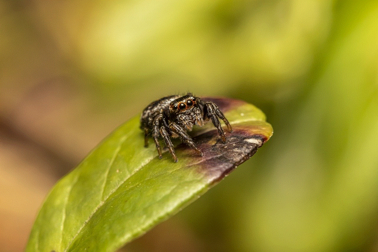 Zebra Spider Jumping Spider