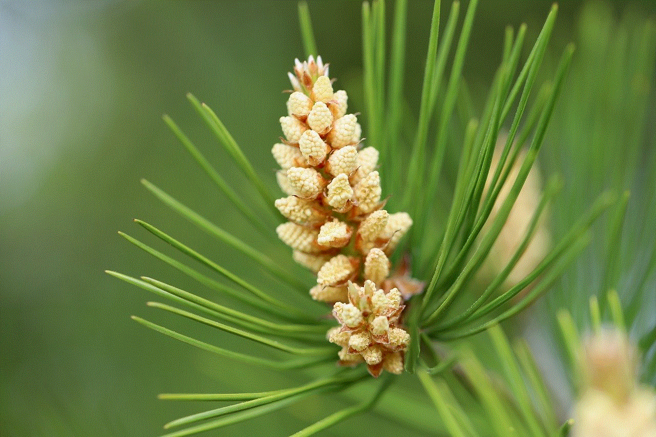 Jaw Black Pine