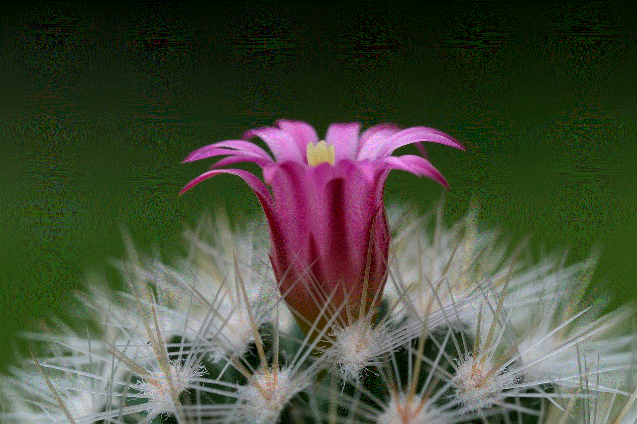 Cactus Pink Flower