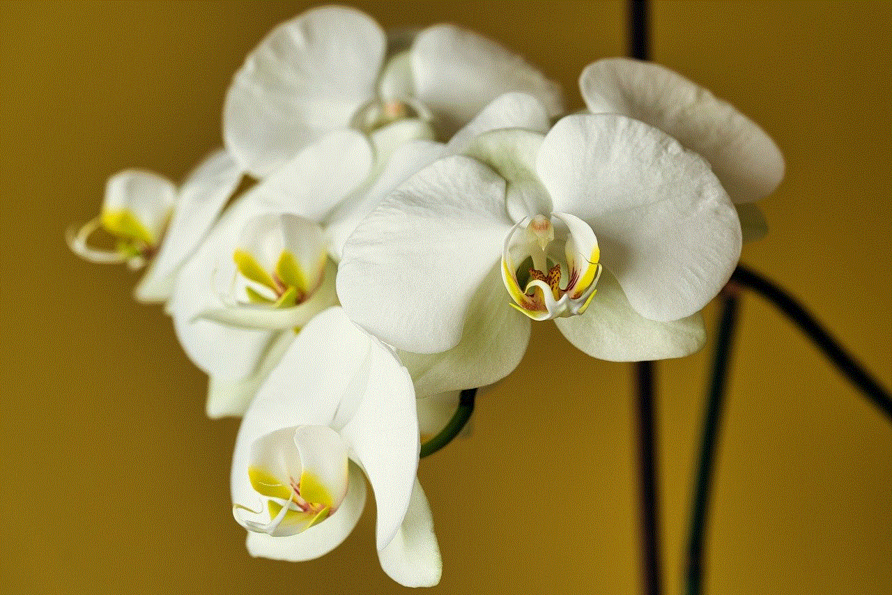 Orchid Flower Background