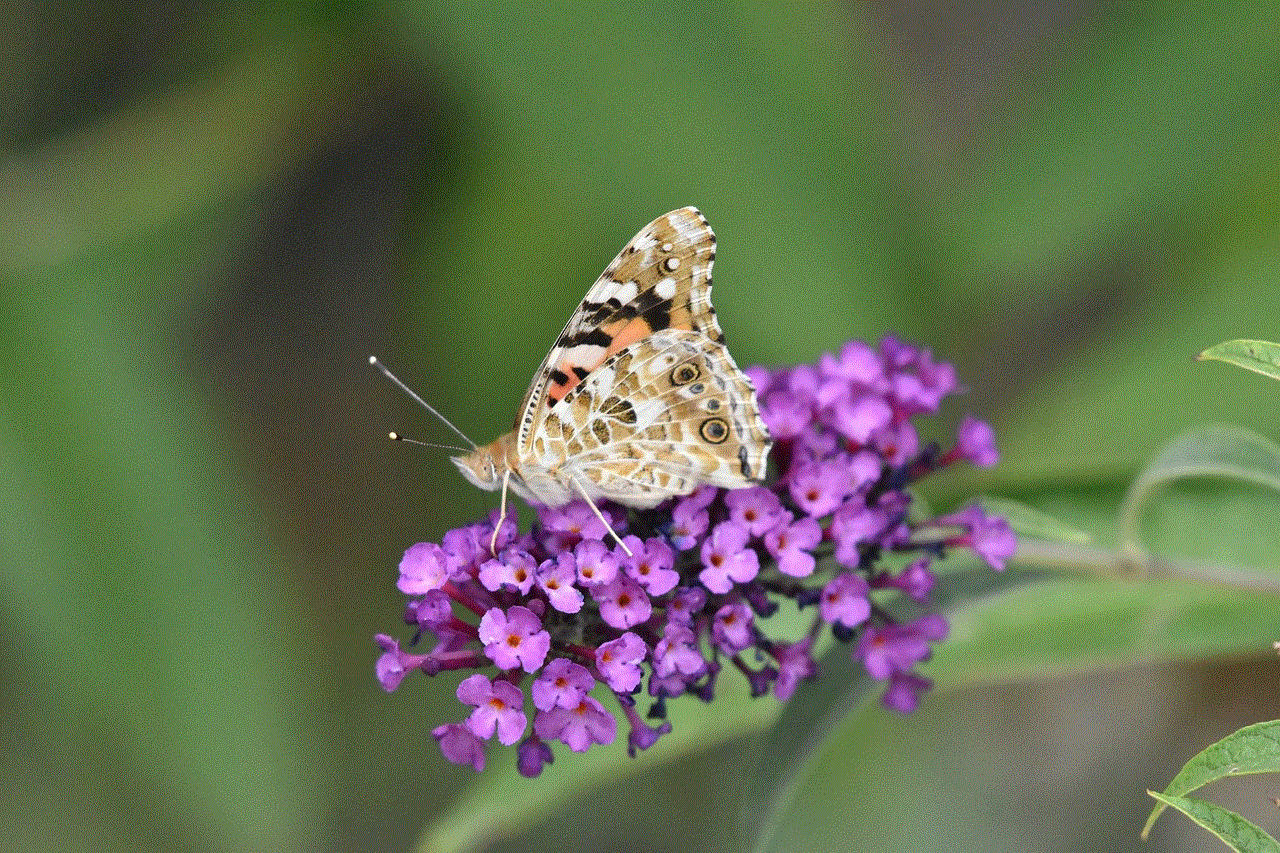 Insect Butterfly