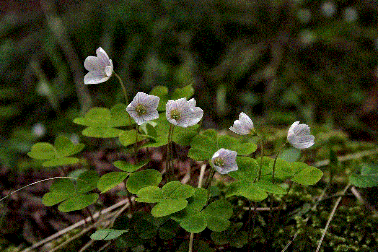 Forest Floor Four Leaf Clover