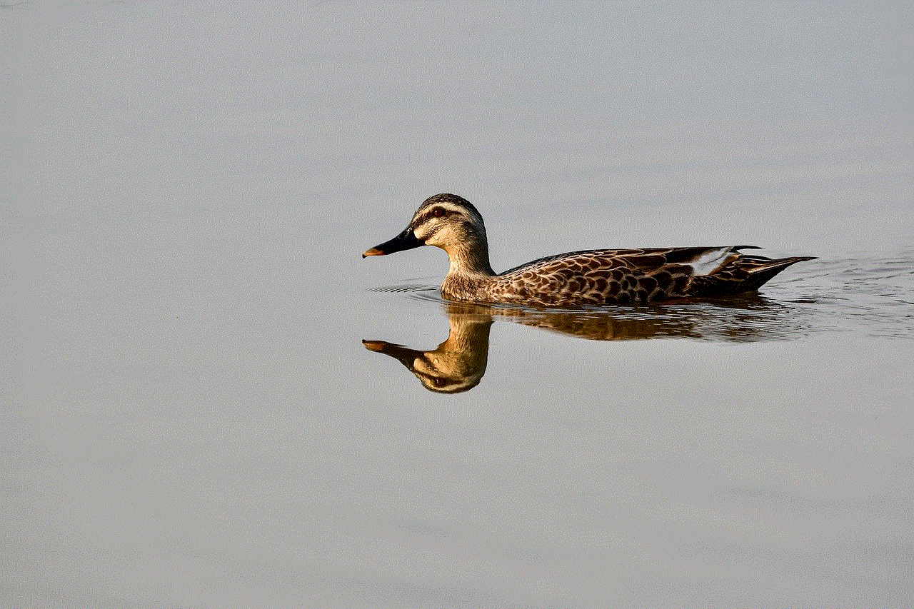 Spot-Billed Ducks Animal