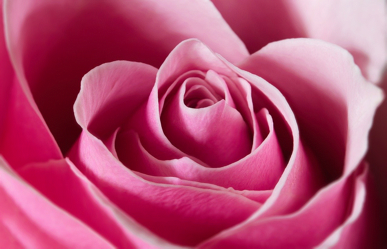 Rose Flower