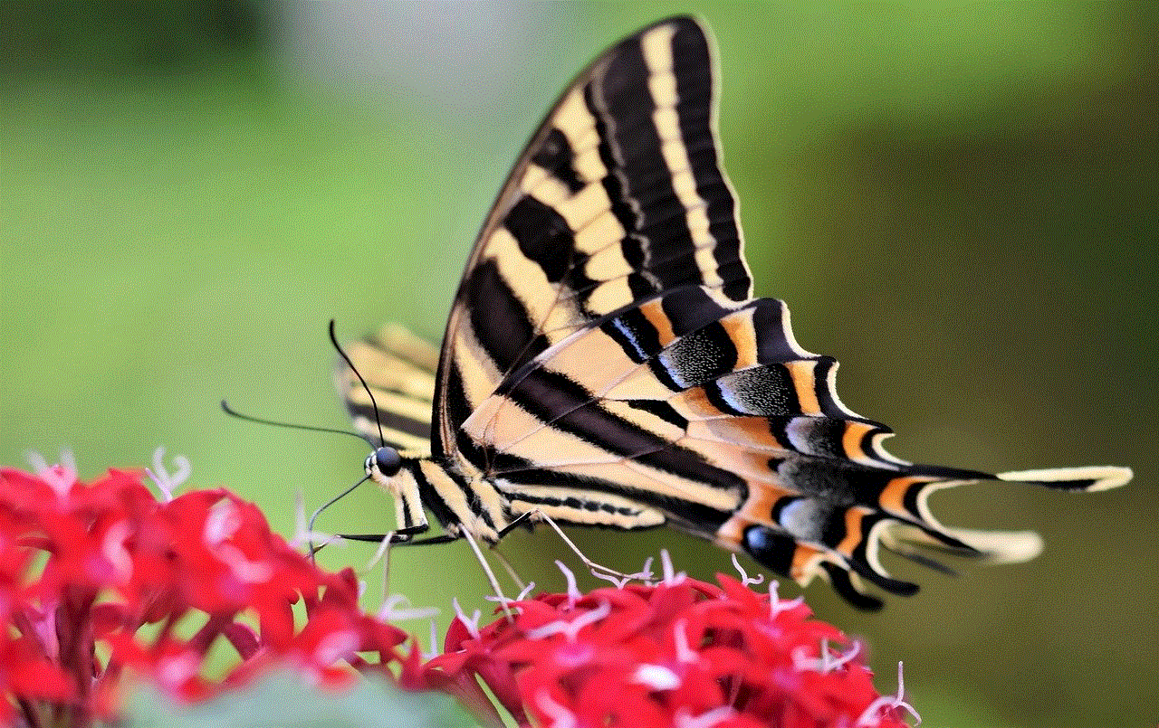 Swallowtail Butterfly Butterfly