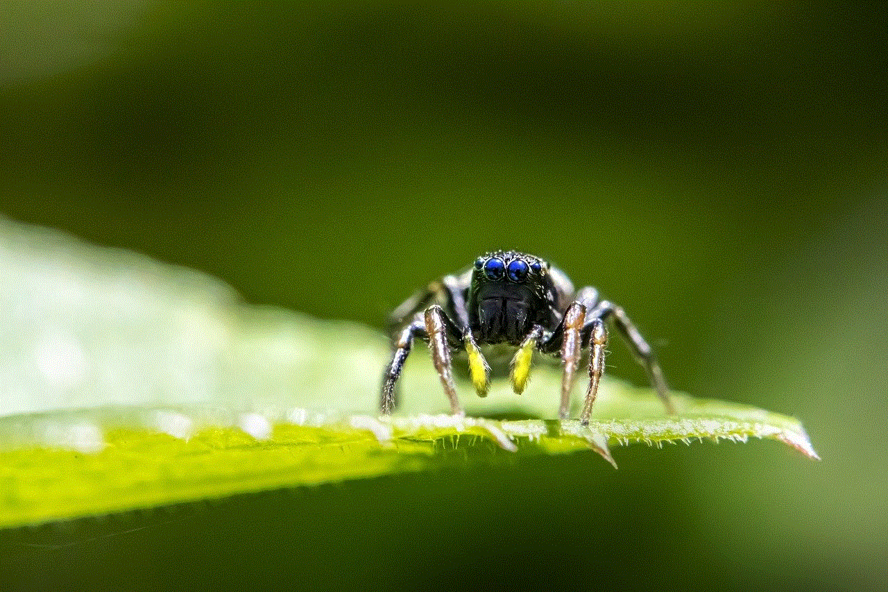 Zebra Spider Jumping Spider