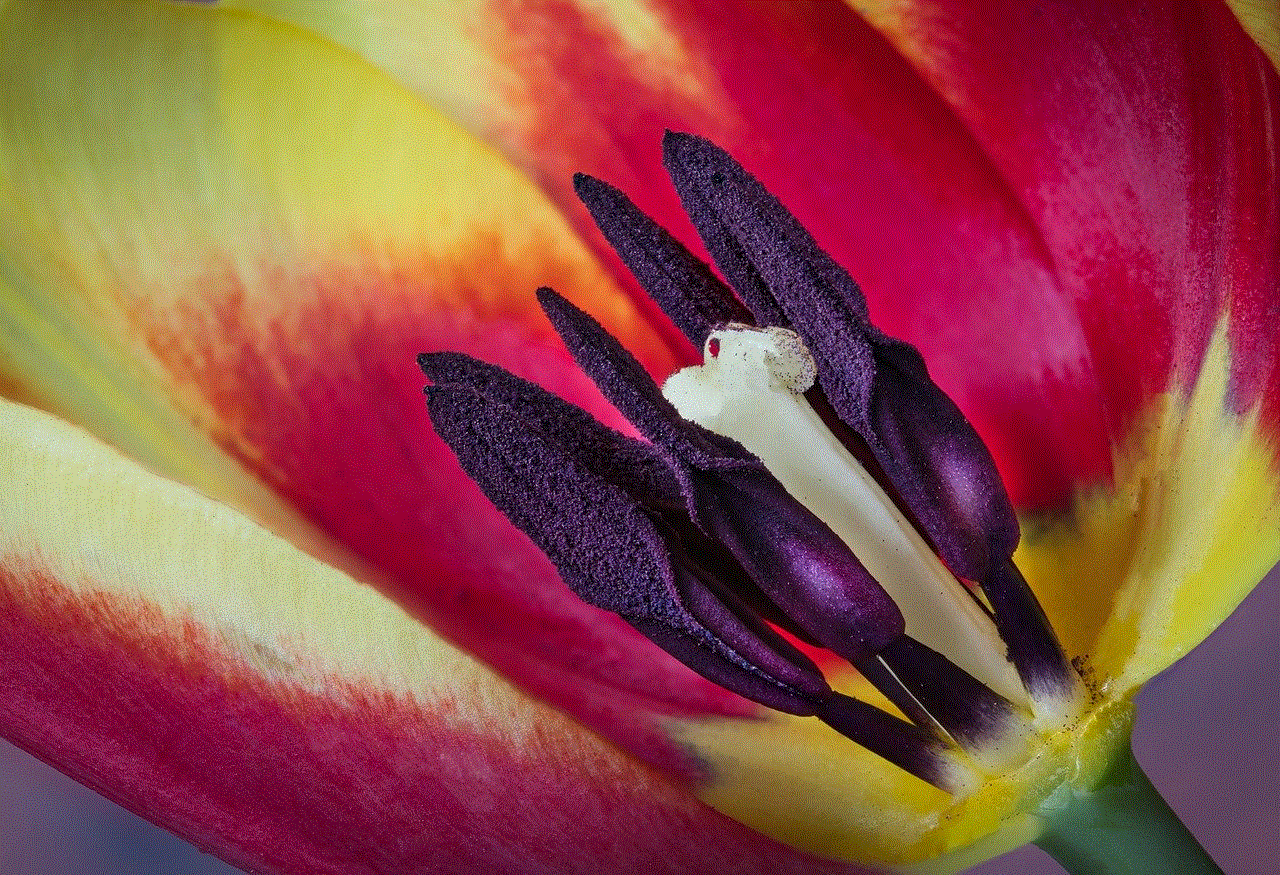 Tulip Flower Tulip Flower