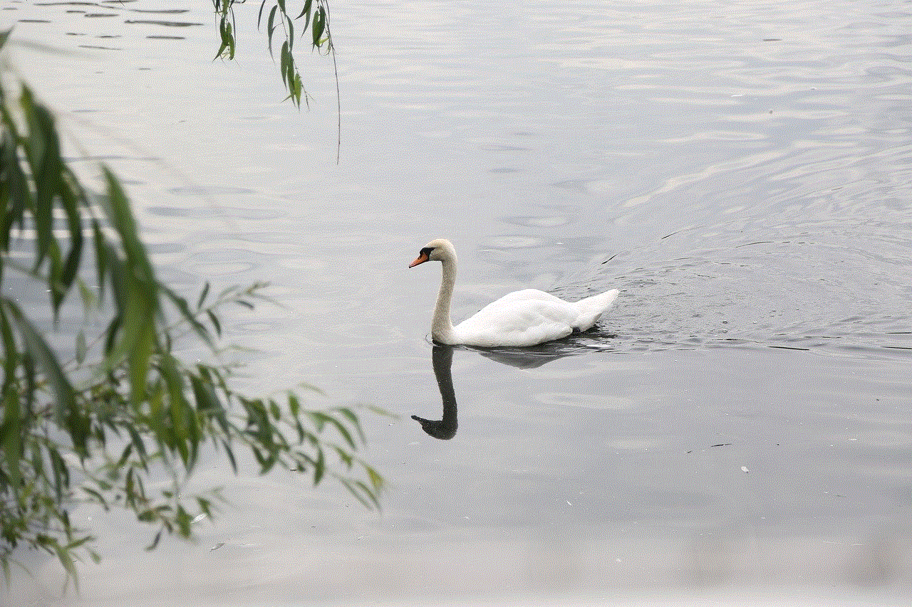 Swan Bird