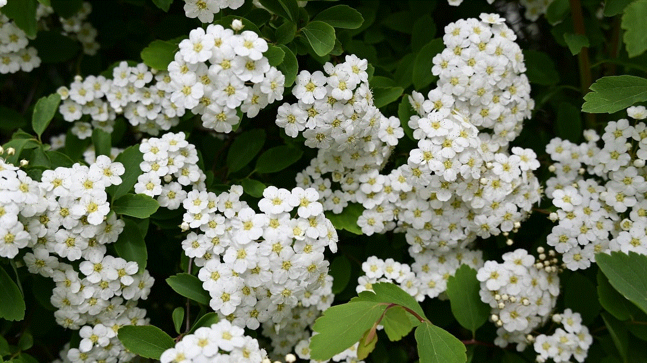 Meadowsweet Flowers