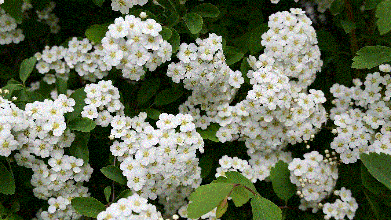 Meadowsweet Flowers Meadowsweet Flowers