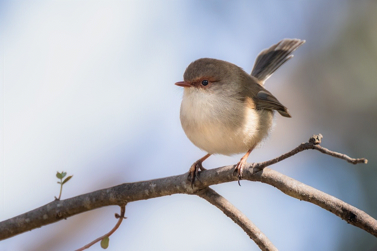 Superb Fairywren Fairywren