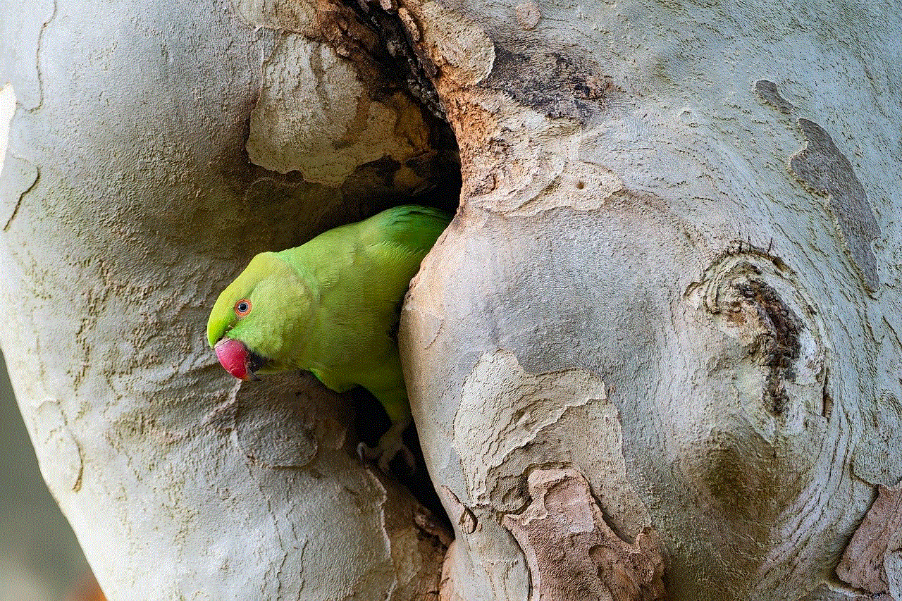 Ring-Necked Parakeet Bird