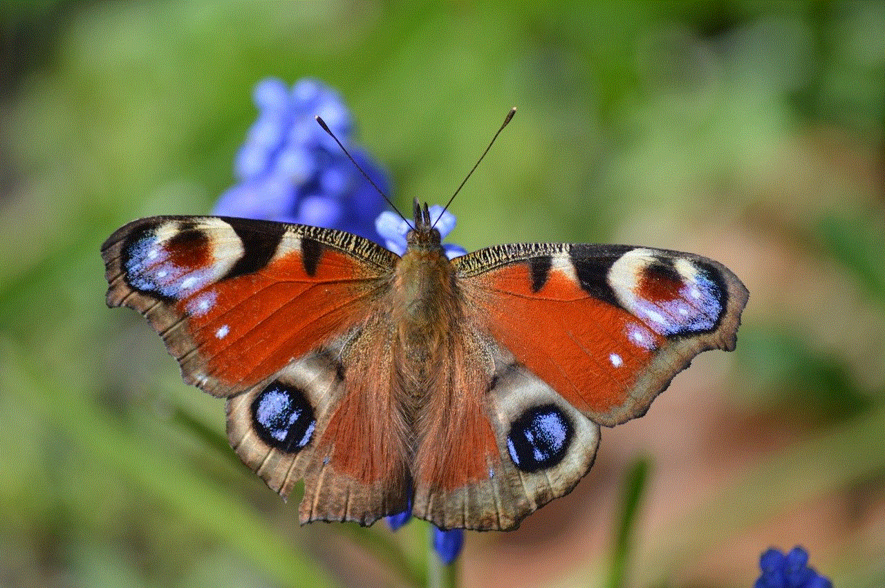 Butterfly Peacock Butterfly