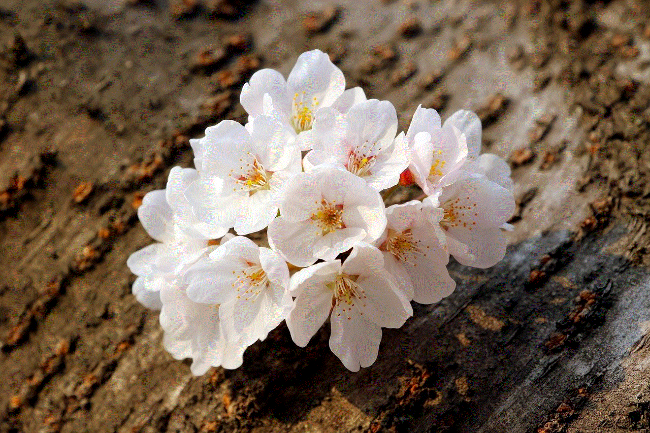 Cherry Blossoms White Flowers