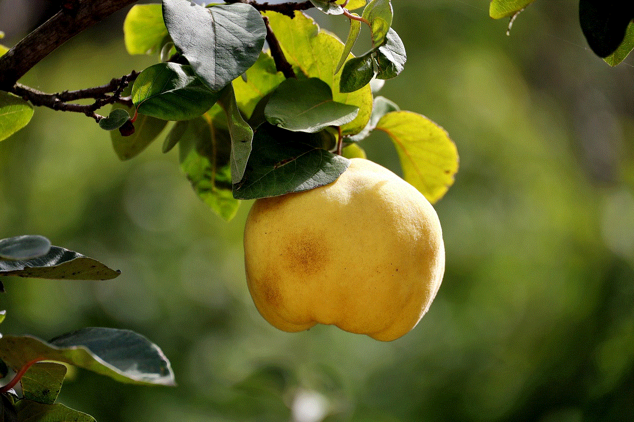 Quince Fruit