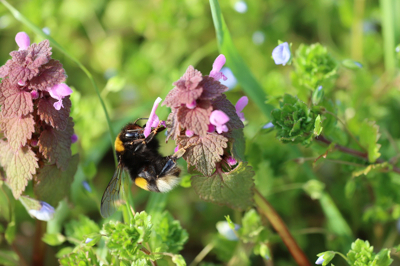 Dead Nettle Beautiful Flowers