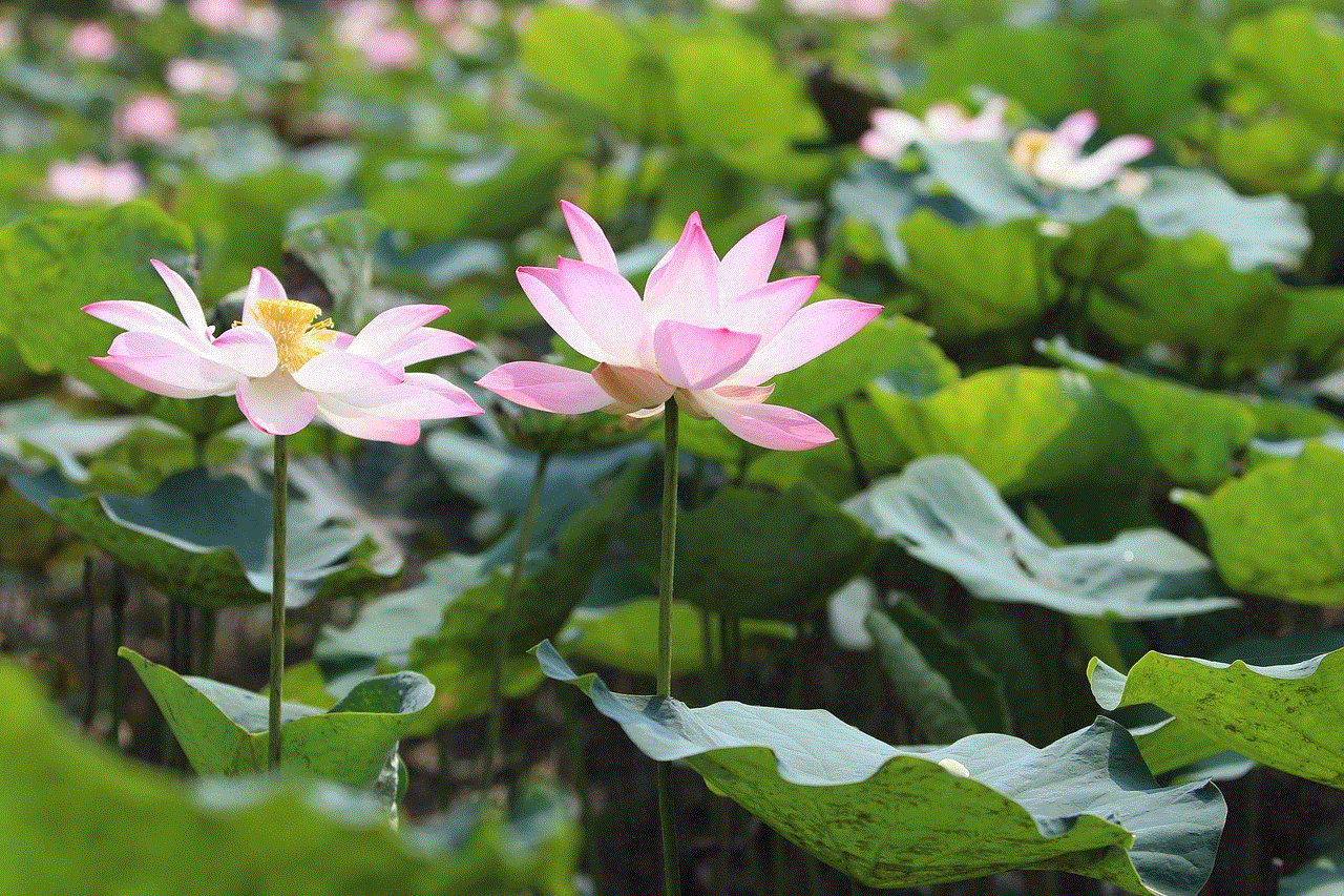 Flowers Lotus