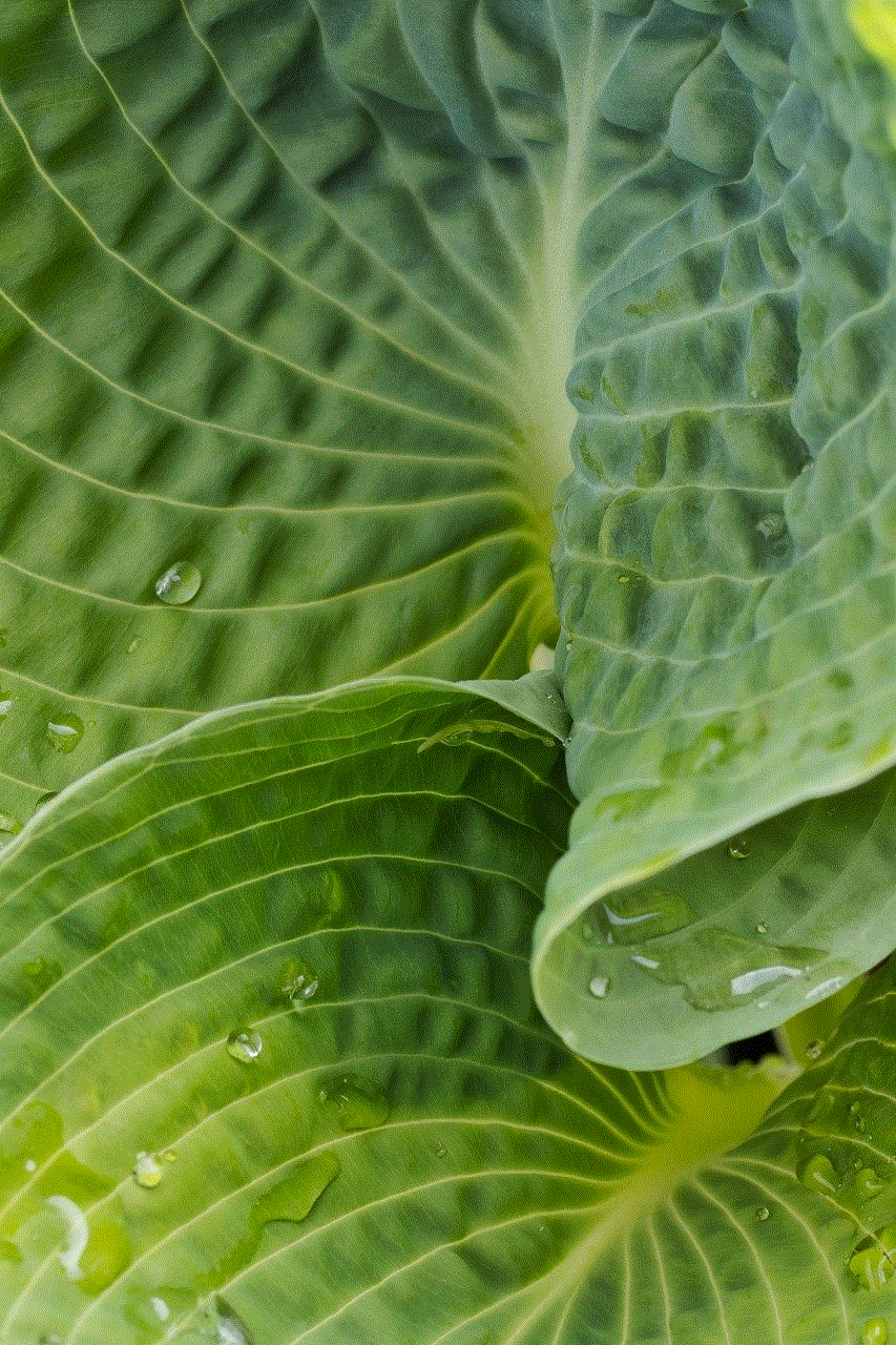 Plant Leaves