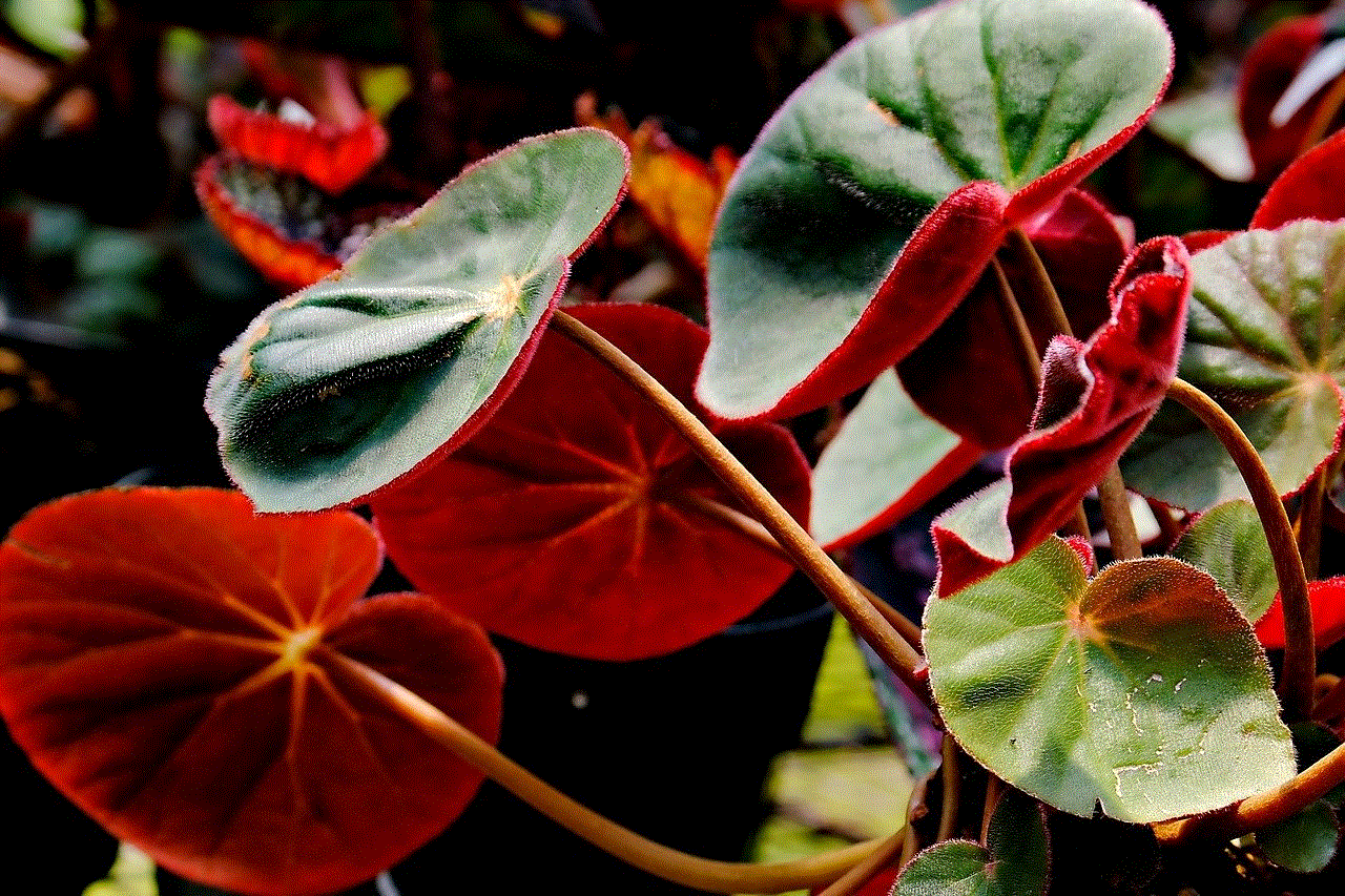 Begonia Leaves