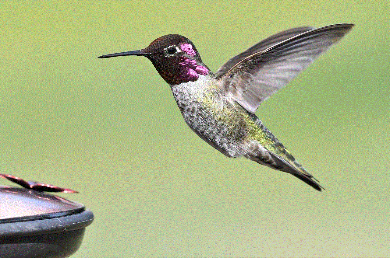 Hummingbird Bird